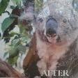 Port Macquarie Australia Koala recovered in the hospital
