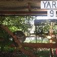 The Koalas of Yard 9