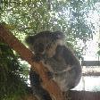 Photos of Koalas, Port Macquarie Australia