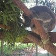 Pictures of Koalas 