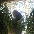 Sleepy koala at the hospital