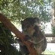 Guest koala at the hospital yard