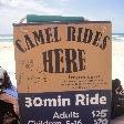 Camel Rides on the beach in Port Macquarie