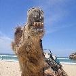 Funny Camel on the beach