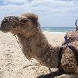 Seated camel taking a break