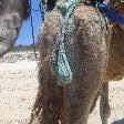 Camel Doo sack 