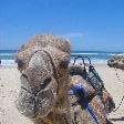 Camels on the beach in Port Macquarie