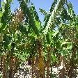 Banana fields in Carnarvon