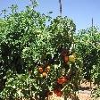 Carnarvon Australia Waiting for the tomatoes to turn red..