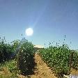 Fruit Picking under the Ozzie sun