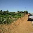 Fruit picking in Carnarvon, WA