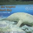 Looking for Dugongs in Shark Bay