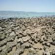 The stromatolites of Shark Bay