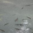 You can see the fish beneath the falls