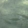 Fish swimming in the Erawan waters