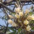 Flowers at the Nakhon Pathom Chedi