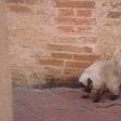 Cat versus Snake at Wat Gudidao