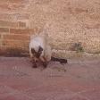 Siamese Cat playing with a snake