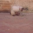 Siamese Cat in Ayutthaya, Thailand