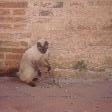 Catfight at Wat Gudidao