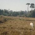 Cows on the road to Chiang Mai