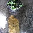 The golden feet of Buddha, Laos