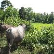 Cows on the road to the river