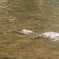 Tunnel Creek Australia Crocodiles spotting day trip