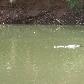 Freshwater crocodile in Western Australia