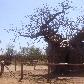The Boab Prison Tree south of Derby Australia Travel Picture
