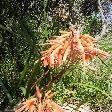 Nice flowers in Apollo Bay