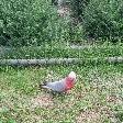 A pink parrot in Lorne!