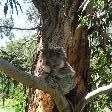 Koala sitting in the tree, Cape Otway Australia