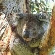 Photo Koala in the tree around Cape Otwat Cape Otway Australia