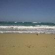 Pigeon on the beach