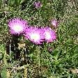 Flowers on the Great Ocean Road