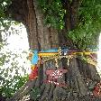 Colourful offerings on a tree, Savannakhet Province Laos