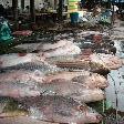 Pictures of the fish market in Cambodia