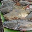 Stung Treng Cambodia Local fish market 