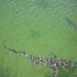 Pictures of sharks in Western Australia, Denham Australia