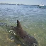 Happy dolphin in Monkey Mia, Denham Australia