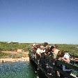 Shark feeding time, Denham Australia