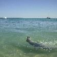 Playful dolphin in Monkey Mia, Denham Australia