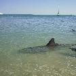 Pictures of the dolphins in Monkey Mia, Denham Australia