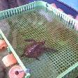 Baby turtle at Ocean Park, Denham Australia