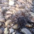 Sea urchin on Ko Hin Ngam, Ko Hin Ngam Thailand