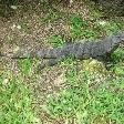 Tulum Mexico Pictures of the giant lizard