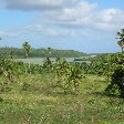 Pictures of Tonga Island, Nuku'alofa Tonga