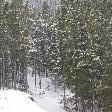 Snow in the trees