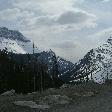 Pine trees in Banff National Park